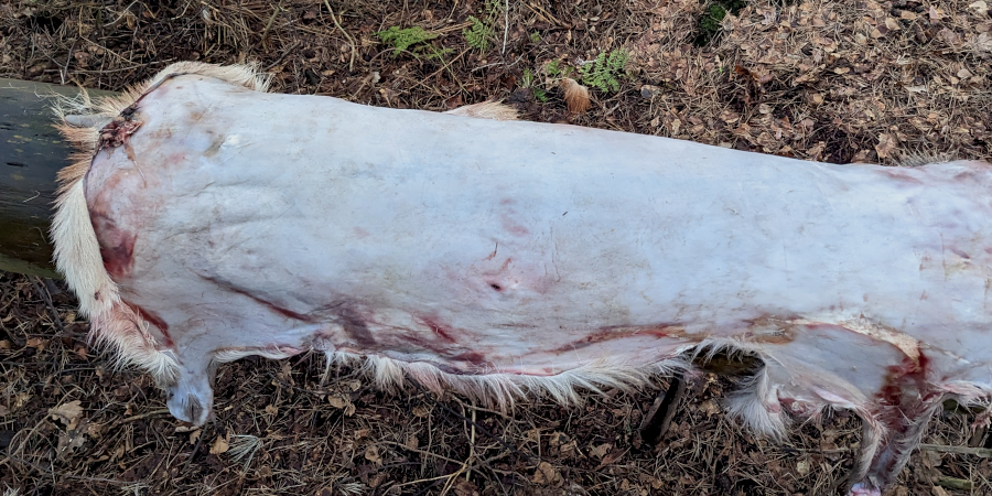 Foto van onbewerkte dierenhuid