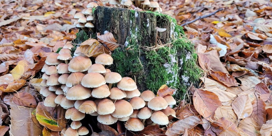 Foto paddenstoel